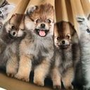 Warmes Langärmliges Mädchenkleid Hundewelpen-Motiv 2